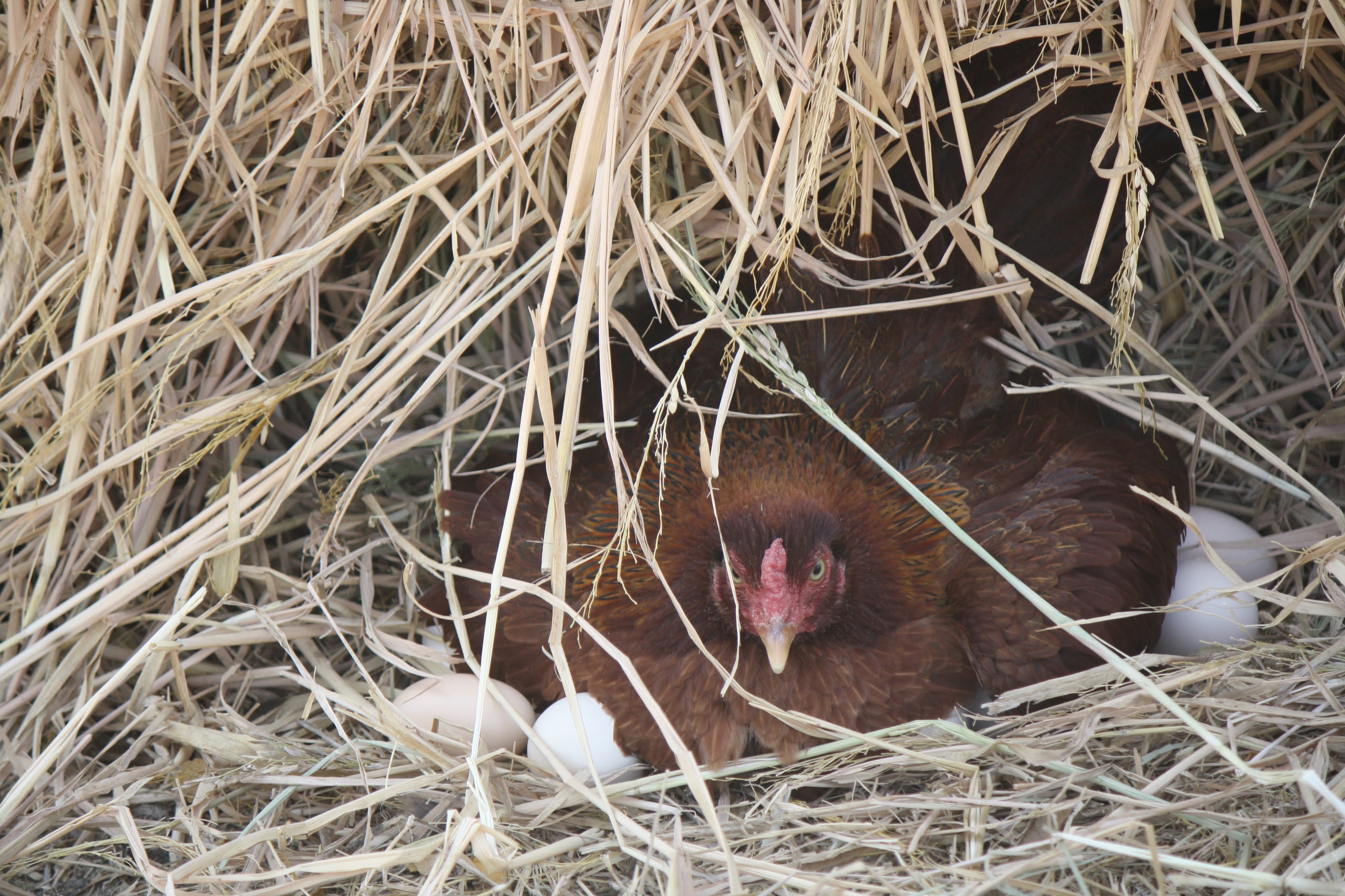 Hen laying eggs