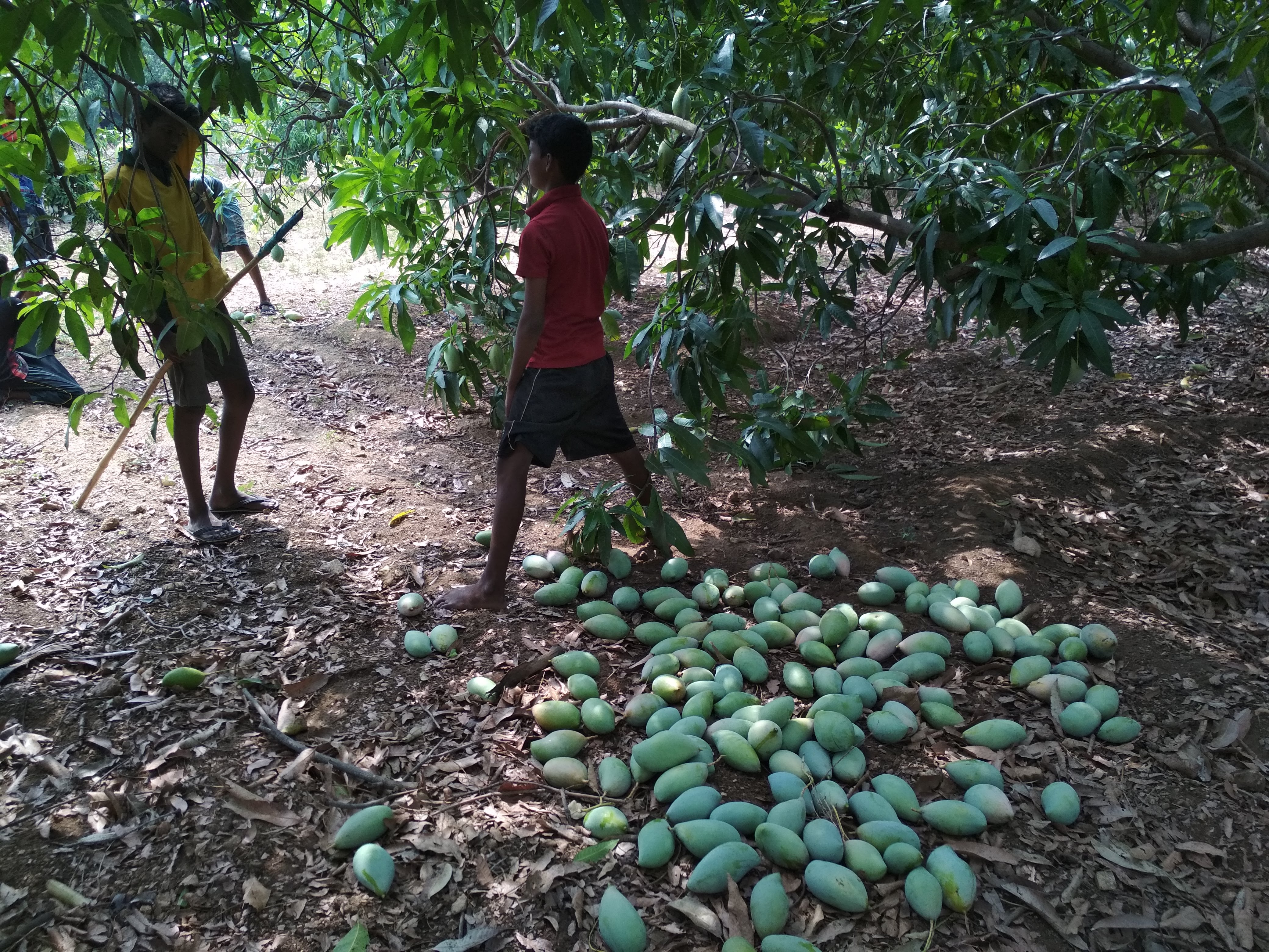 Mango harvest