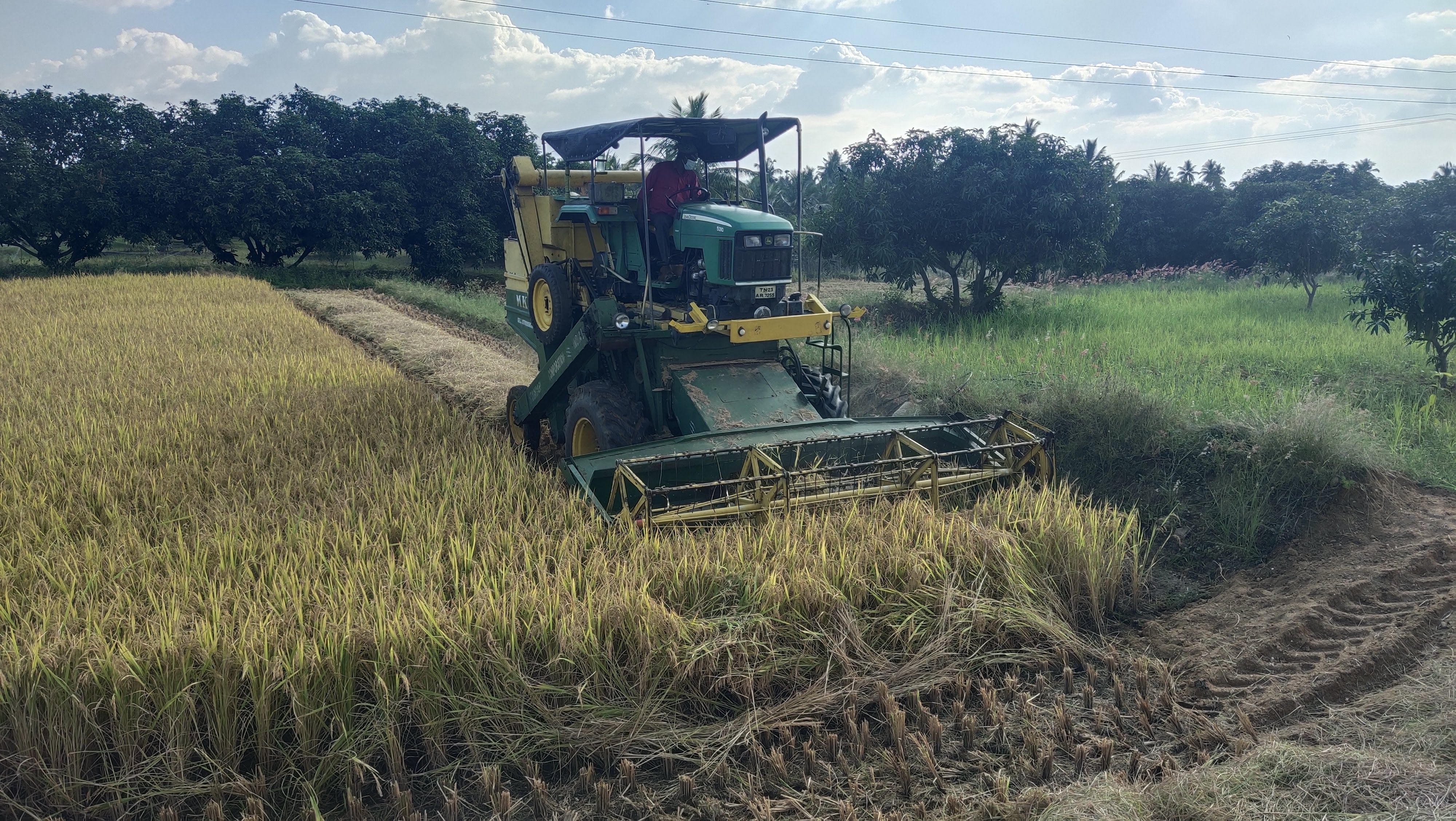 Paddy harvest